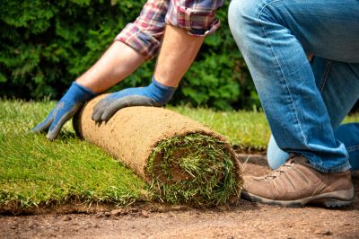 Fast Growing Grass!